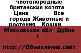 чистопородные британские котята › Цена ­ 10 000 - Все города Животные и растения » Кошки   . Московская обл.,Дубна г.